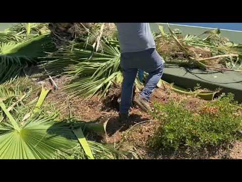 Trenching Shovel/Spade taking out Big Roots